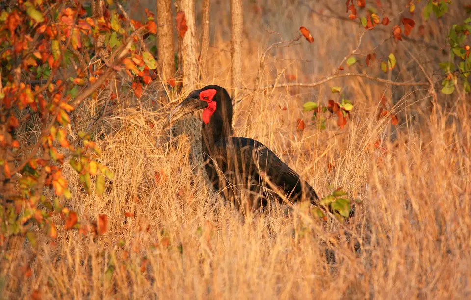 Südafrika_KrugerNP_0978.jpg