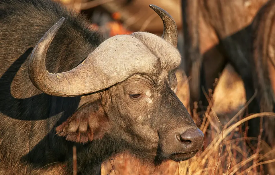 Südafrika_KrugerNP_0984.jpg