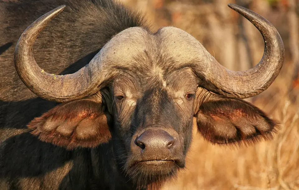 Südafrika_KrugerNP_0987.jpg