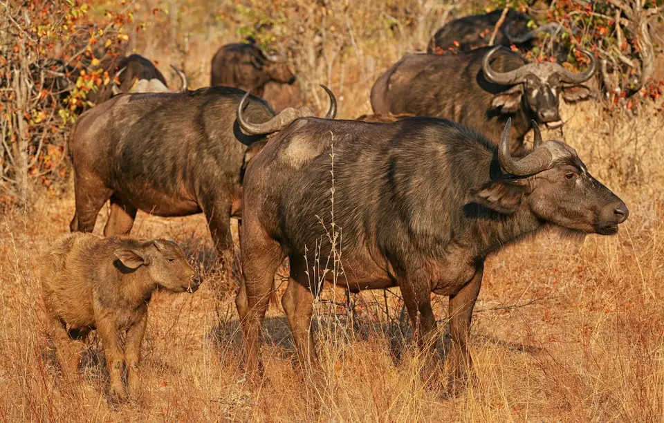 Südafrika_KrugerNP_0989.jpg
