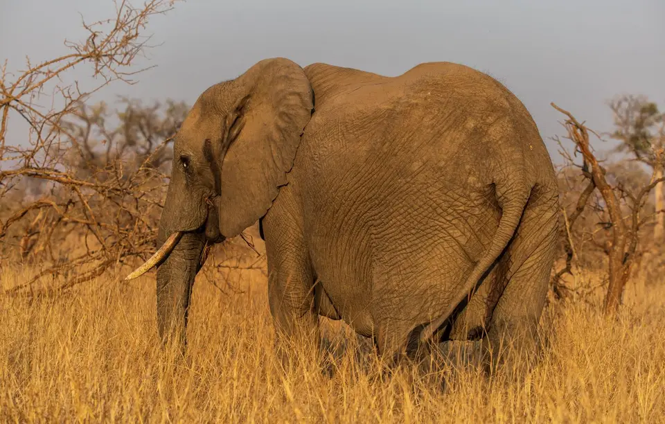 Südafrika_KrugerNP_0993.jpg