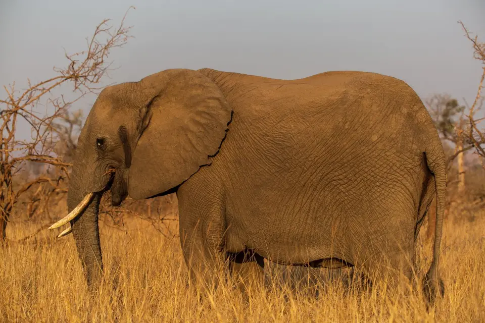 Südafrika_KrugerNP_0994.jpg
