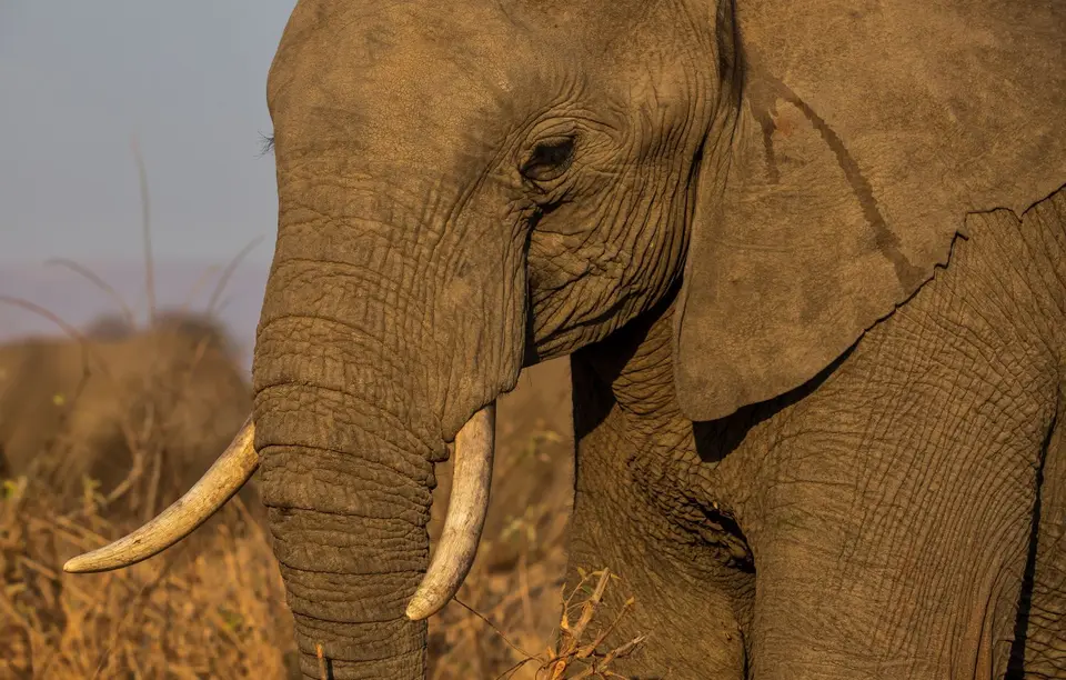 Südafrika_KrugerNP_0995.jpg