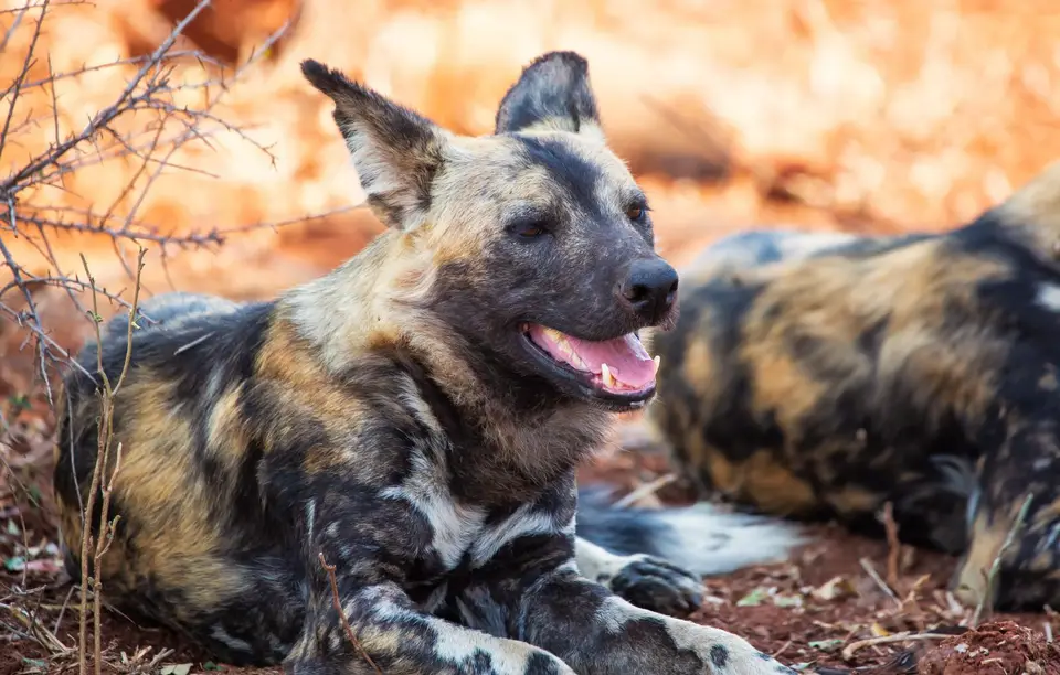 Südafrika_KrugerNP_1005.jpg