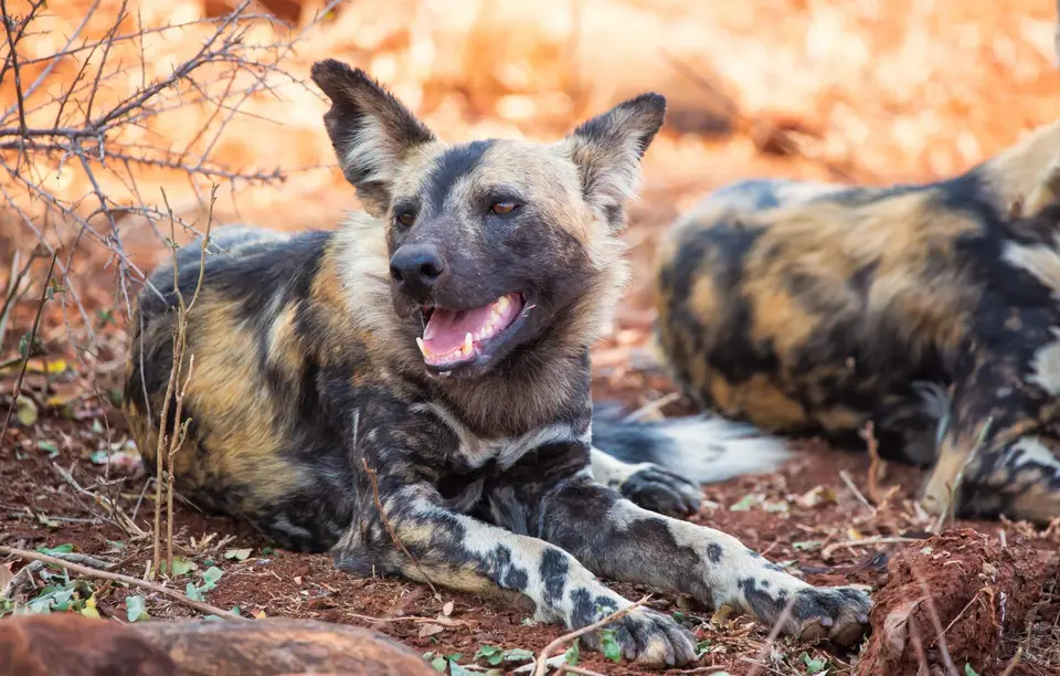 Südafrika_KrugerNP_1006.jpg