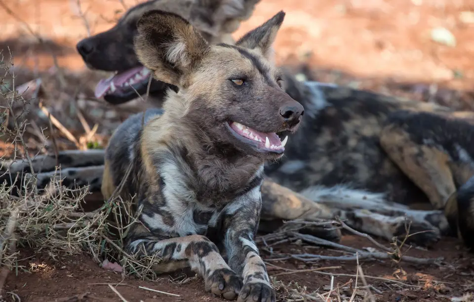 Südafrika_KrugerNP_1009.jpg