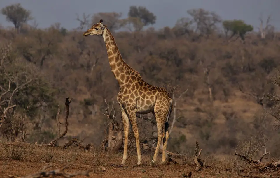 Südafrika_KrugerNP_1013.jpg