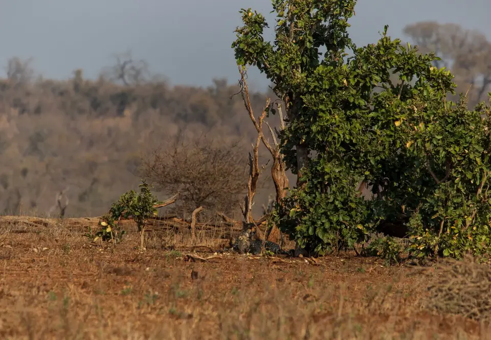 Südafrika_KrugerNP_1015.jpg