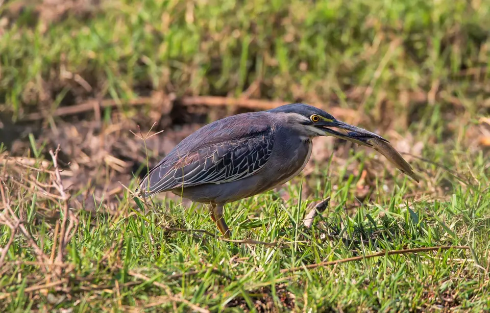 Südafrika_KrugerNP_1049.jpg