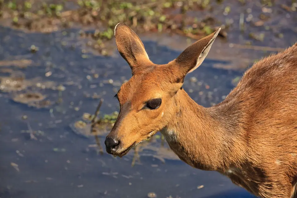 Südafrika_KrugerNP_105.jpg