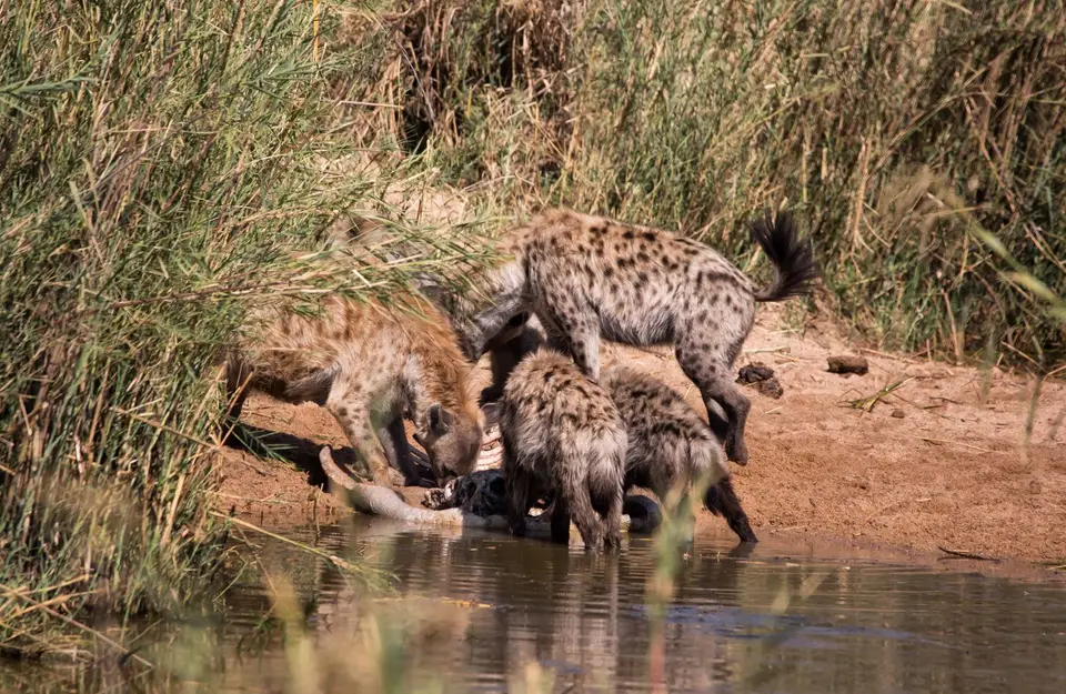 Südafrika_KrugerNP_1052.jpg