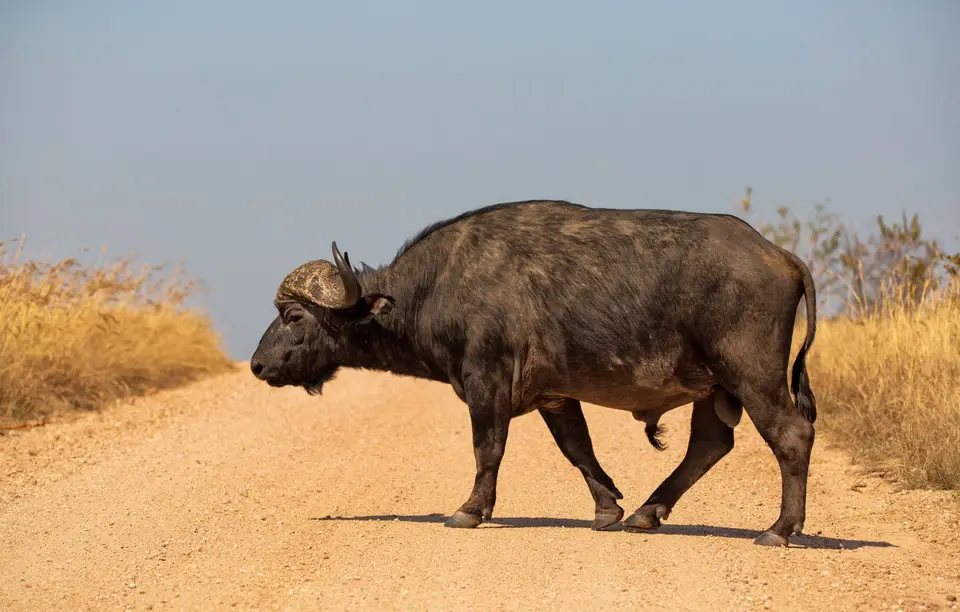 Südafrika_KrugerNP_1065.jpg