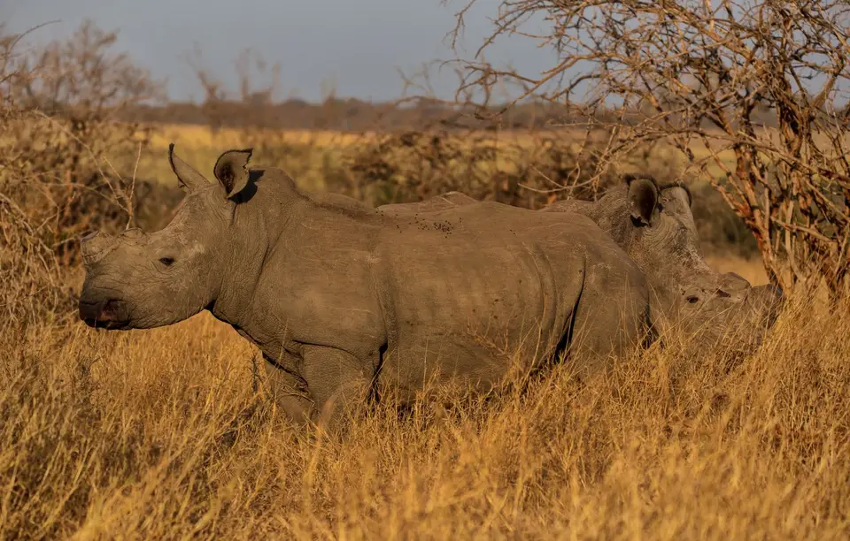 Südafrika_KrugerNP_1083.jpg