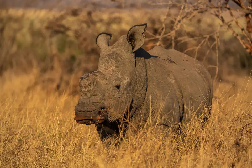 Südafrika_KrugerNP_1084.jpg