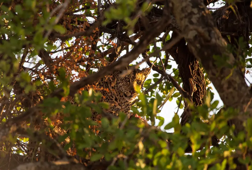 Südafrika_KrugerNP_1085.jpg