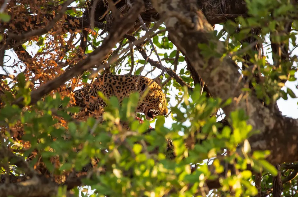Südafrika_KrugerNP_1086.jpg