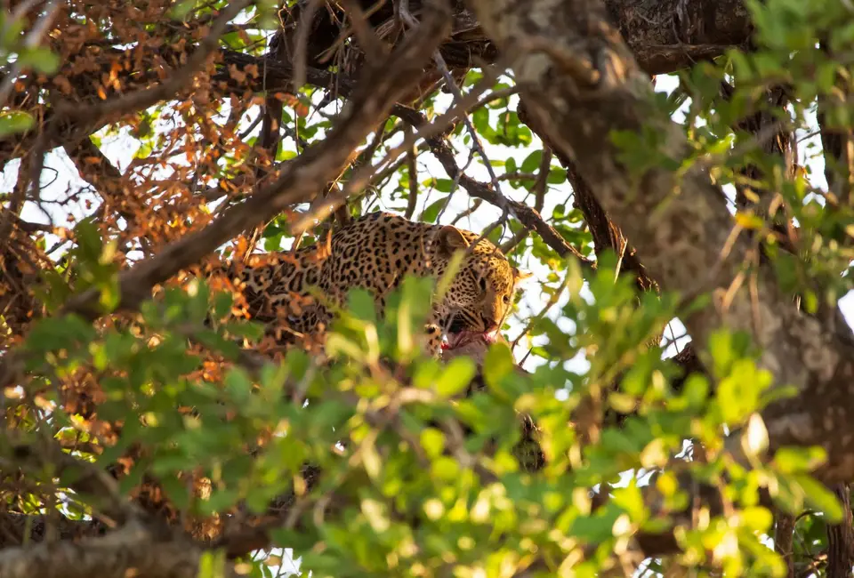 Südafrika_KrugerNP_1087.jpg