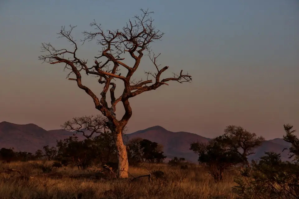 Südafrika_KrugerNP_1094.jpg
