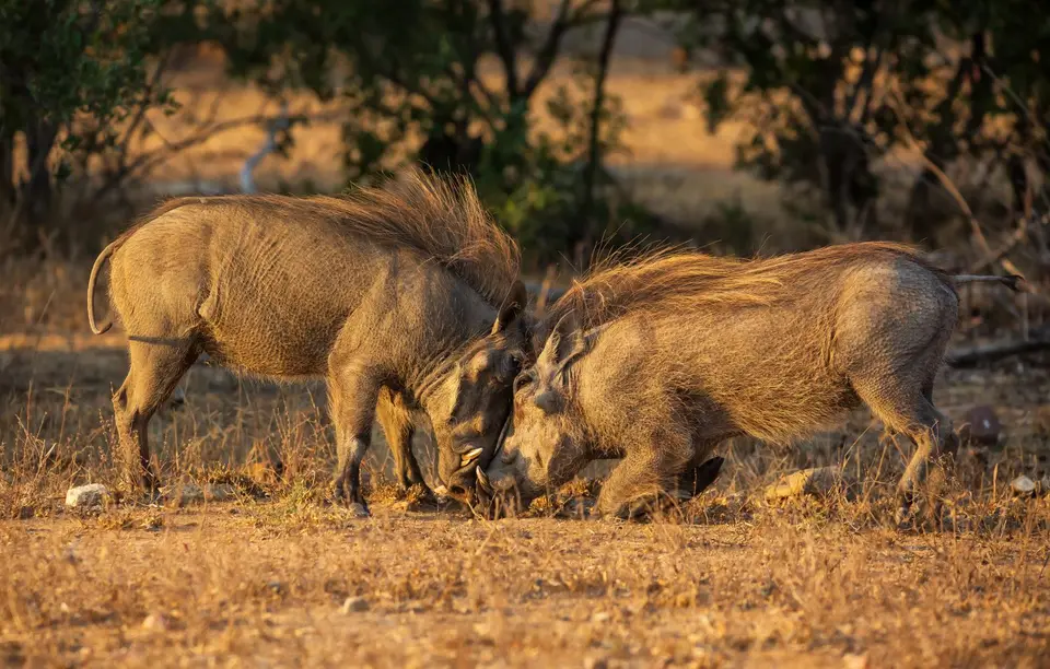 Südafrika_KrugerNP_1106.jpg