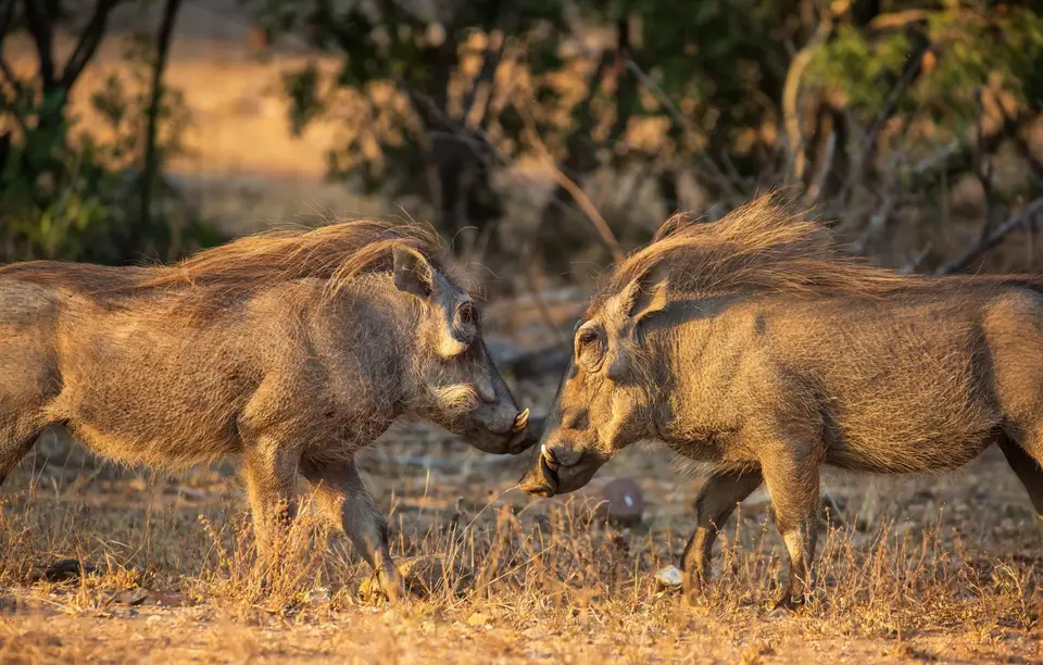 Südafrika_KrugerNP_1108.jpg
