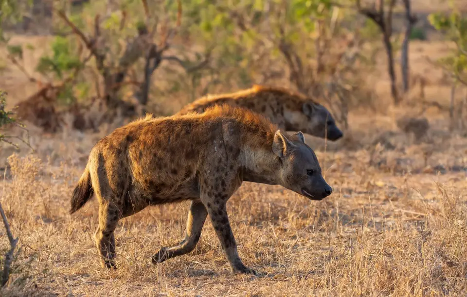 Südafrika_KrugerNP_1111.jpg