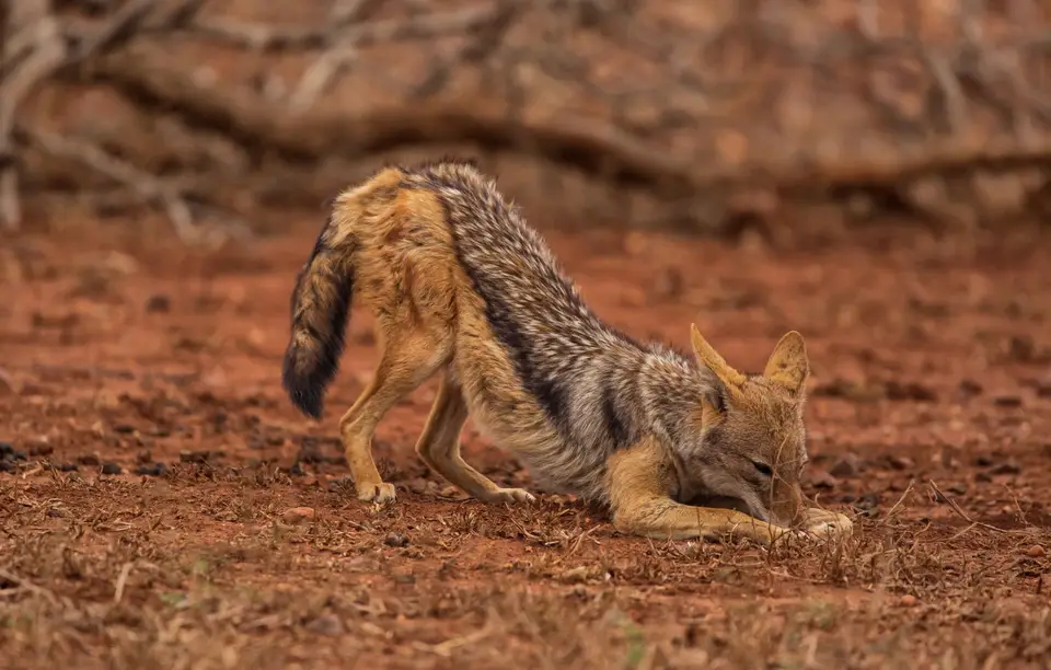 Südafrika_KrugerNP_1127.jpg