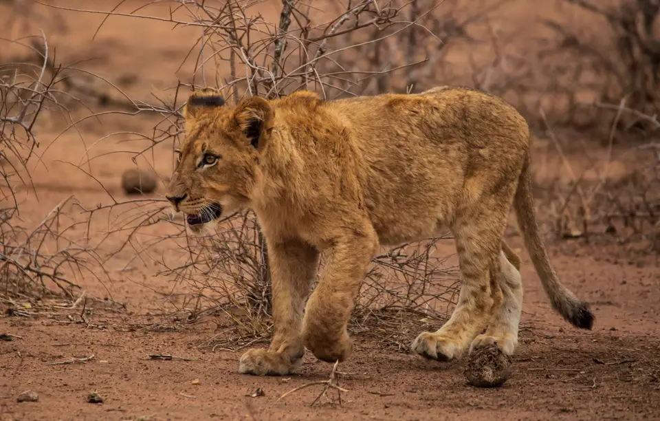 Südafrika_KrugerNP_1131.jpg