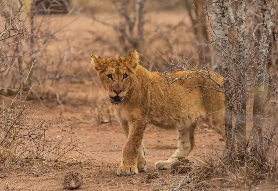 Südafrika_KrugerNP_1134.jpg