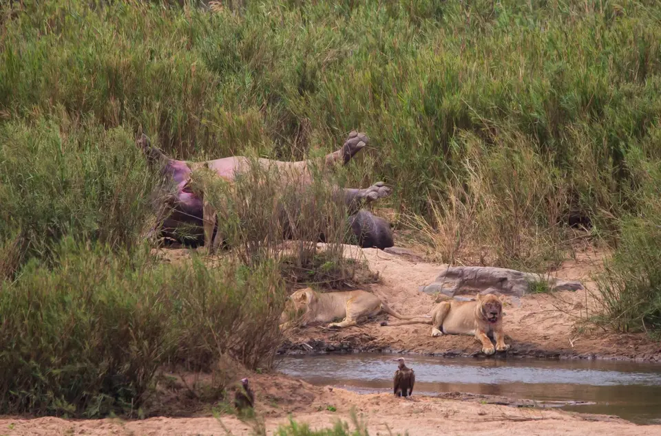 Südafrika_KrugerNP_1139.jpg