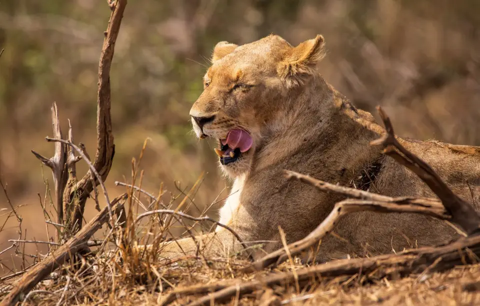 Südafrika_KrugerNP_1143.jpg