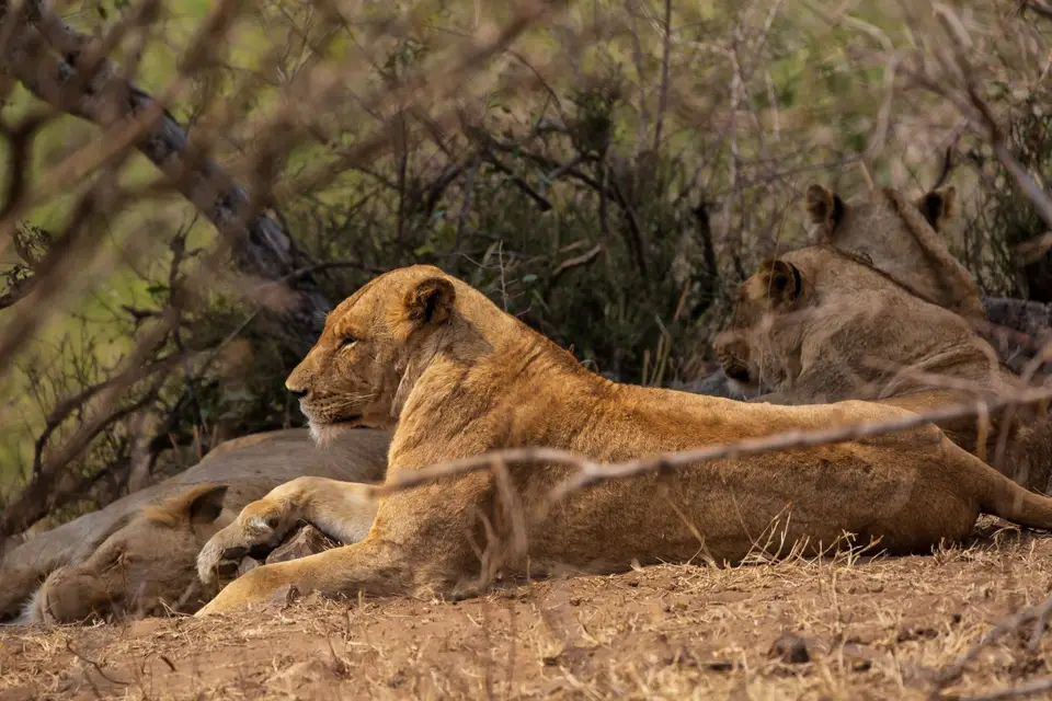 Südafrika_KrugerNP_1145.jpg