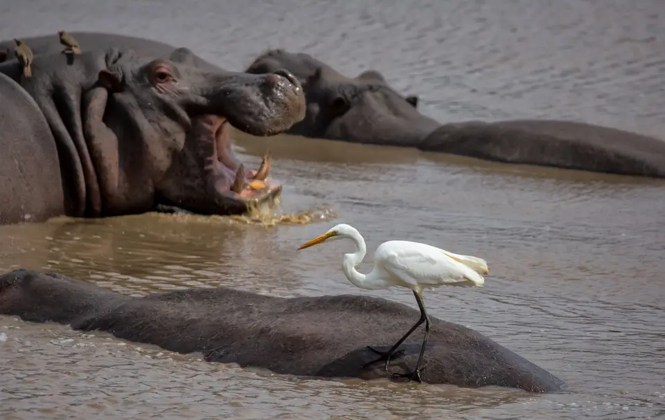 Südafrika_KrugerNP_1150.jpg