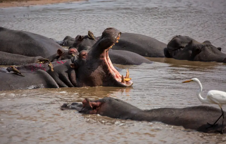Südafrika_KrugerNP_1151.jpg