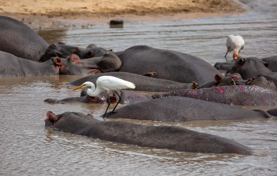Südafrika_KrugerNP_1153.jpg