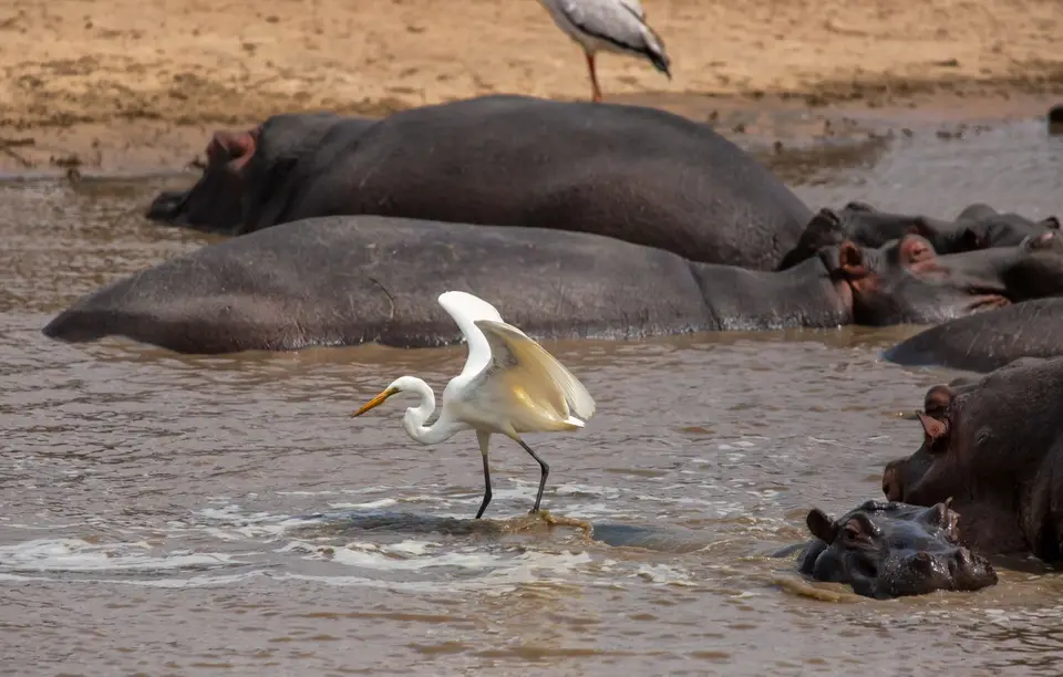 Südafrika_KrugerNP_1154.jpg