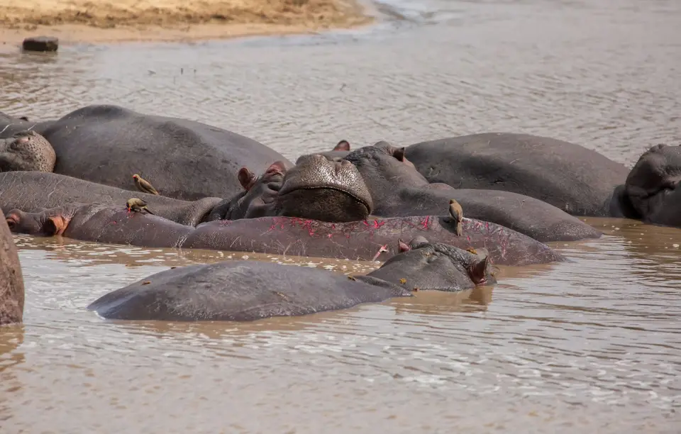 Südafrika_KrugerNP_1156.jpg