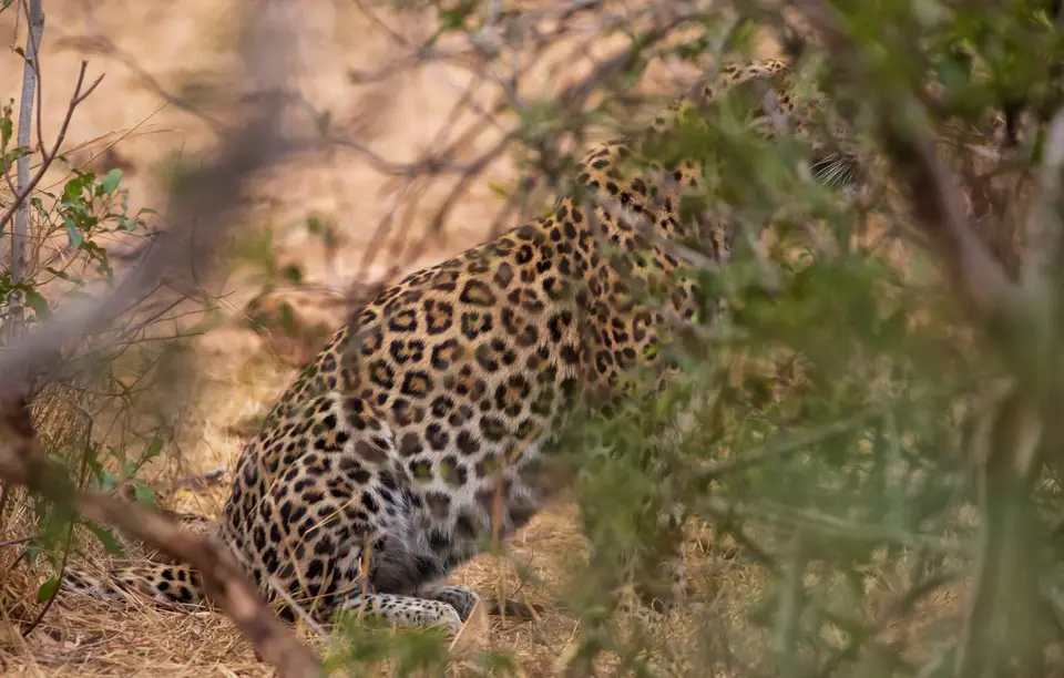 Südafrika_KrugerNP_1159.jpg