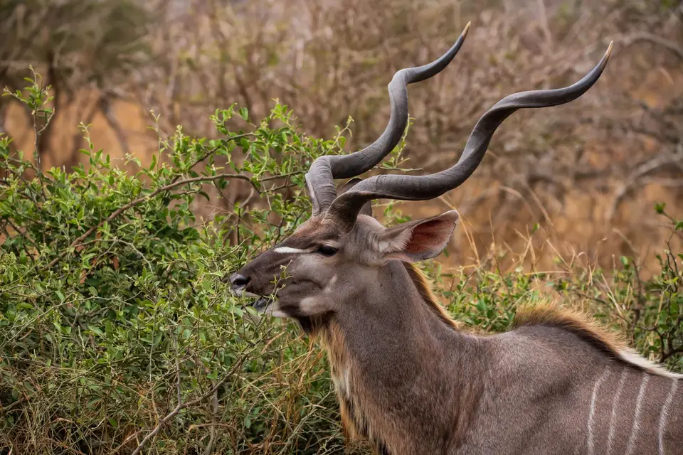 Südafrika_KrugerNP_1161.jpg