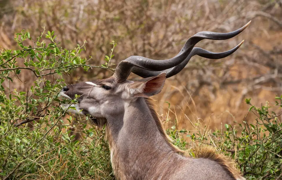 Südafrika_KrugerNP_1162.jpg