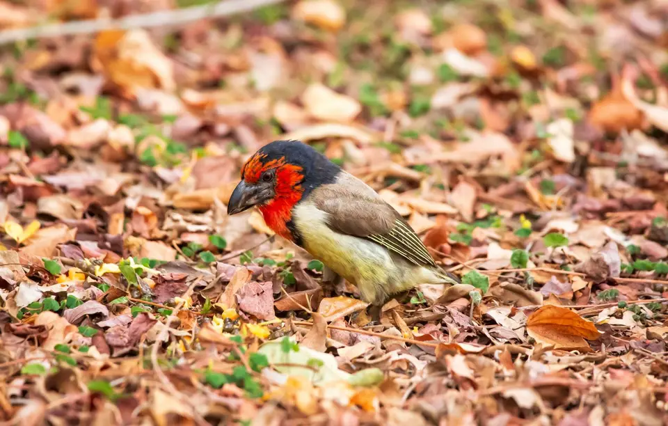Südafrika_KrugerNP_1172.jpg