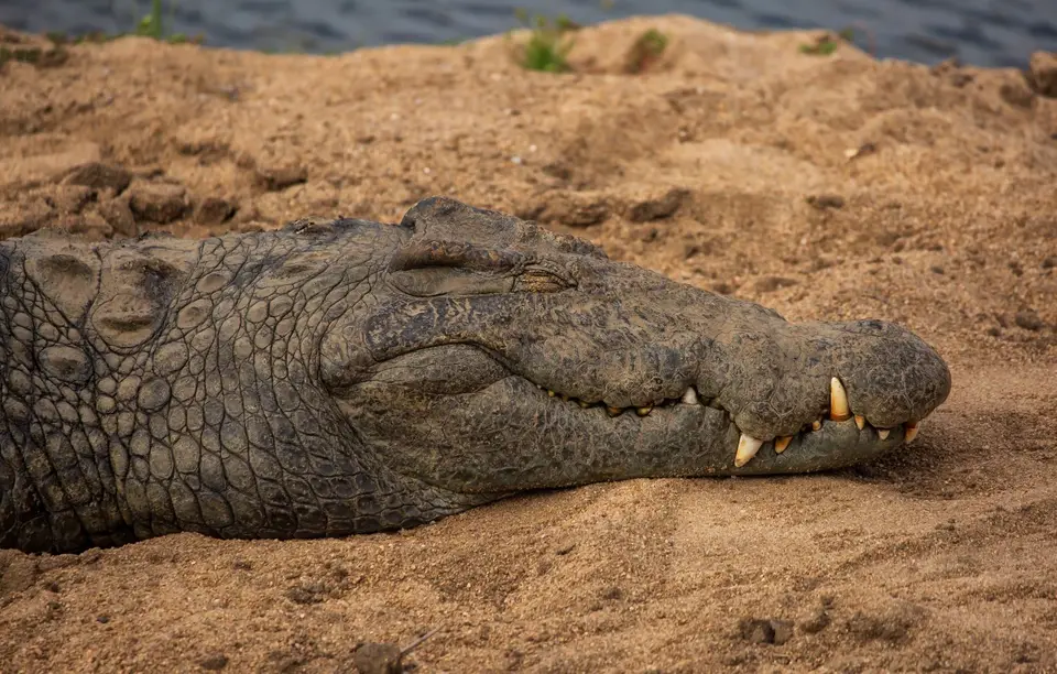 Südafrika_KrugerNP_1180.jpg