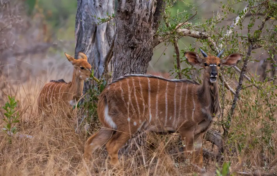 Südafrika_KrugerNP_1199.jpg
