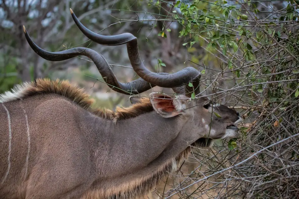 Südafrika_KrugerNP_1202.jpg
