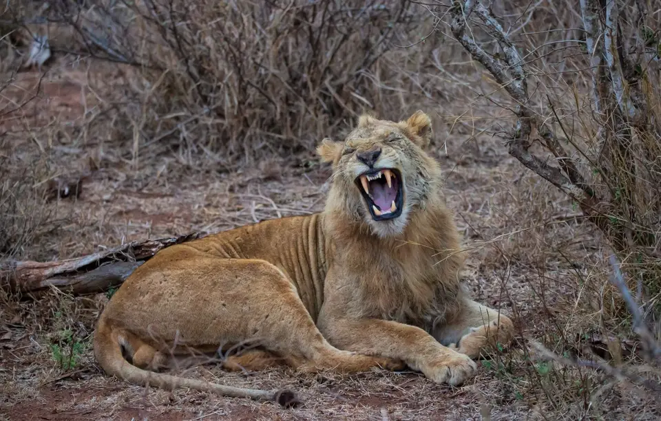 Südafrika_KrugerNP_1208.jpg