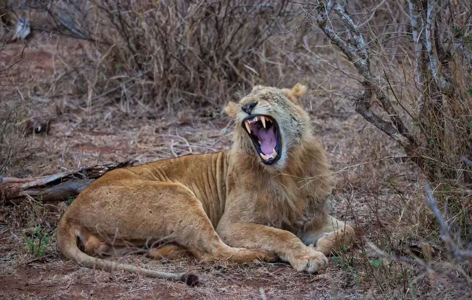 Südafrika_KrugerNP_1211.jpg