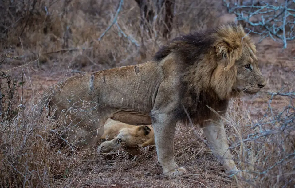 Südafrika_KrugerNP_1215.jpg