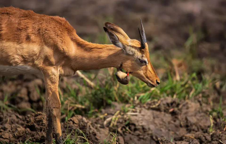 Südafrika_KrugerNP_1237.jpg