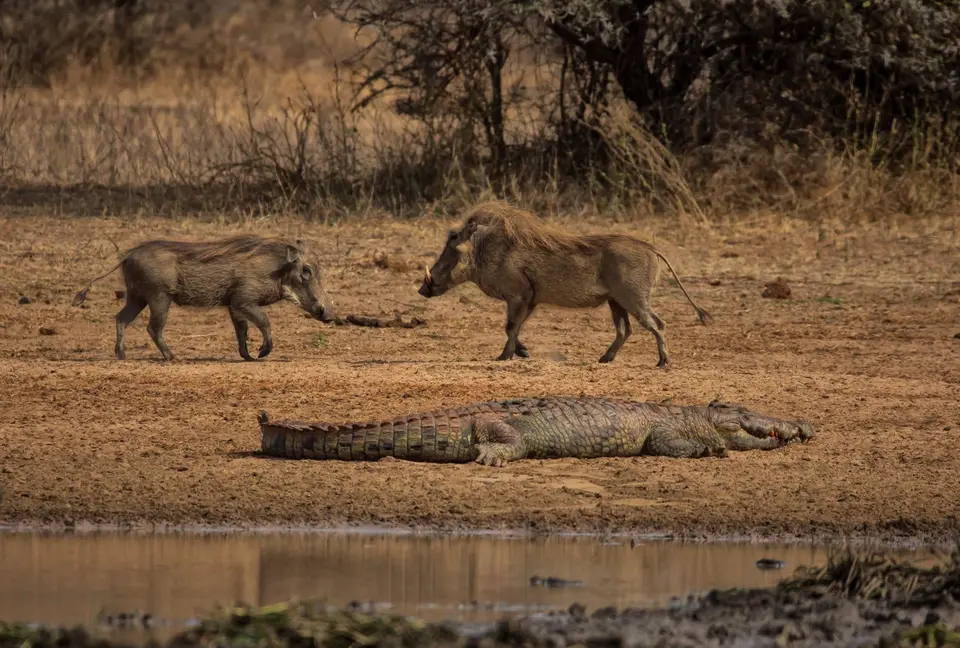 Südafrika_KrugerNP_1238.jpg