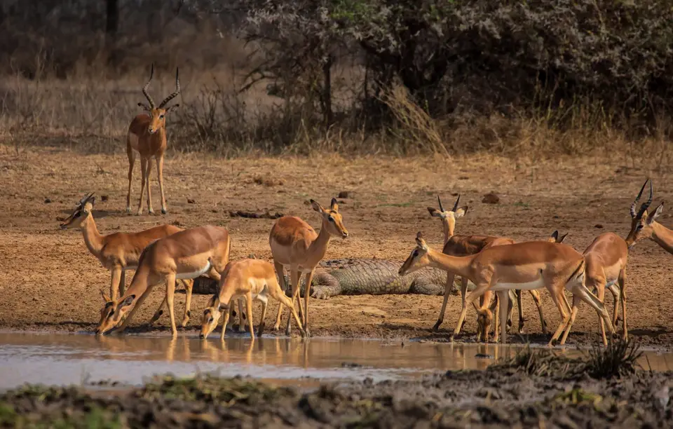 Südafrika_KrugerNP_1246.jpg