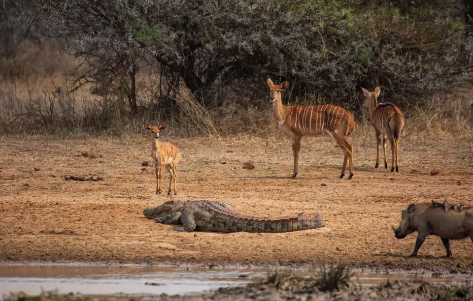 Südafrika_KrugerNP_1247.jpg